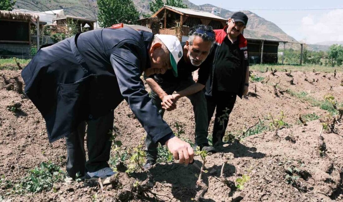 Erzincan Tarım ve Orman İl Müdürlüğü Bitkisel Üretim ve Bitki