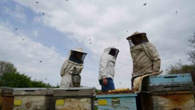 Arıcılığın önde gelen şehirlerinden Erzincan’da çetin kışı atlatan bal arıları