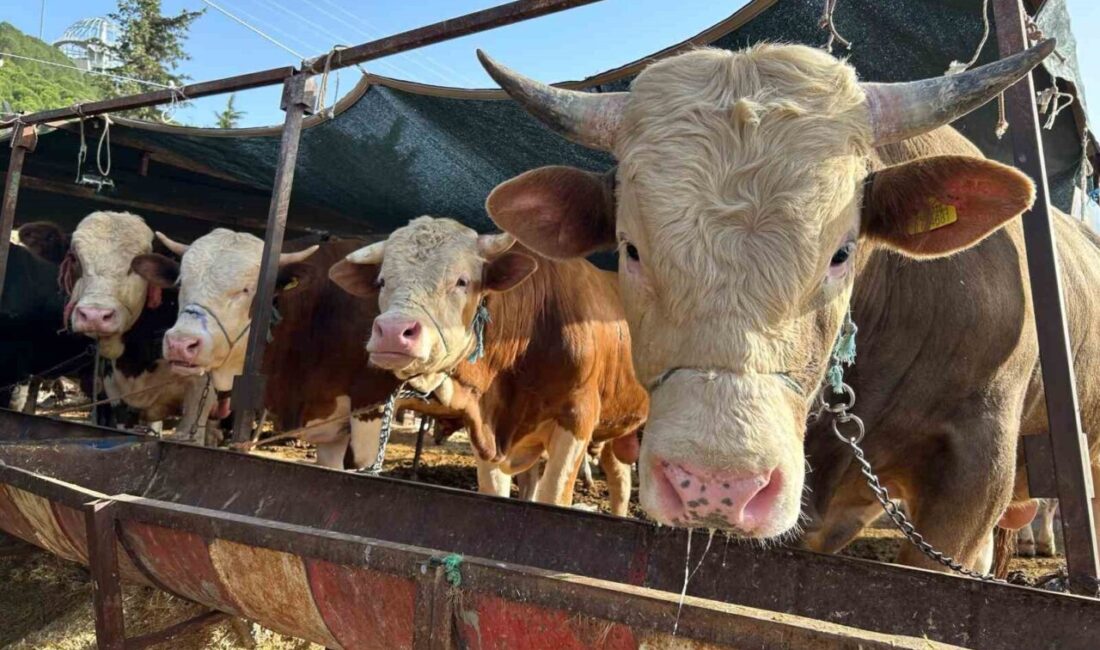 Erzincan’da kurban kesim yerleri açıklandı Erzincan Kurban Hizmetleri Komisyonu, yaklaşan Kurban Bayramı öncesi kurbanlık hayvan