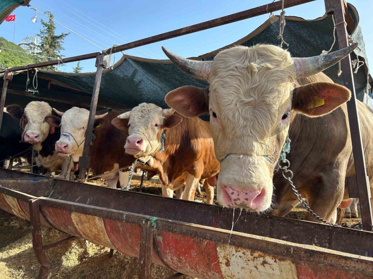 Erzincan Kurban Hizmetleri Komisyonu, yaklaşan Kurban Bayramı öncesi kurbanlık hayvan