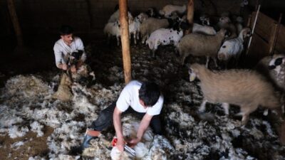 Erzincan’da sıcaklıkların artmasıyla birlikte küçükbaş hayvan üreticileri, hayvanlarının yün kırkımına