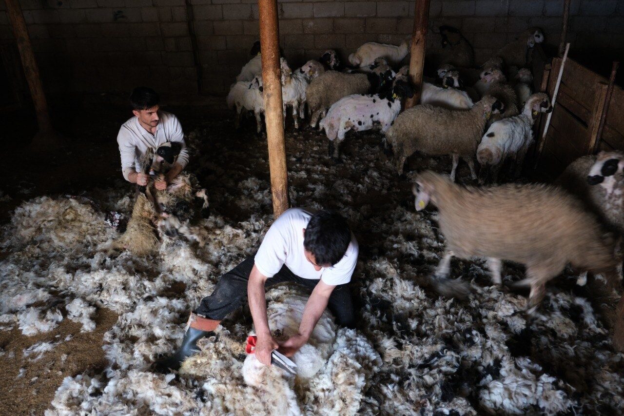 Erzincan’da sıcaklıkların artmasıyla birlikte küçükbaş hayvan üreticileri, hayvanlarının yün kırkımına