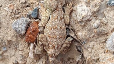 Erzincan’ın İliç ilçesinde nesli tükenme tehdidi altında olan Bozkır Keleri