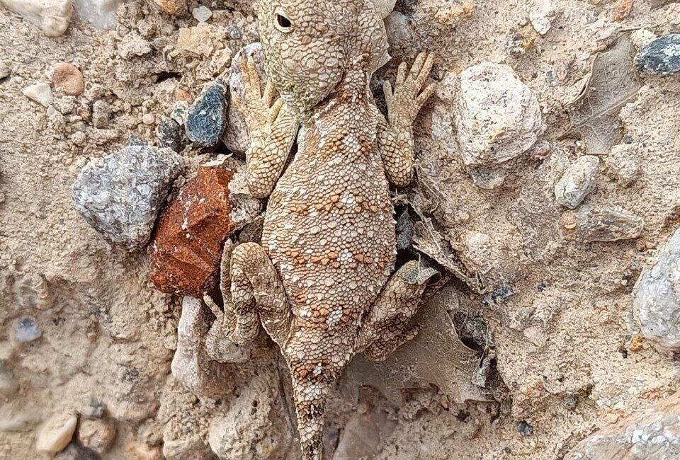 Erzincan’ın İliç ilçesinde nesli tükenme tehdidi altında olan Bozkır Keleri