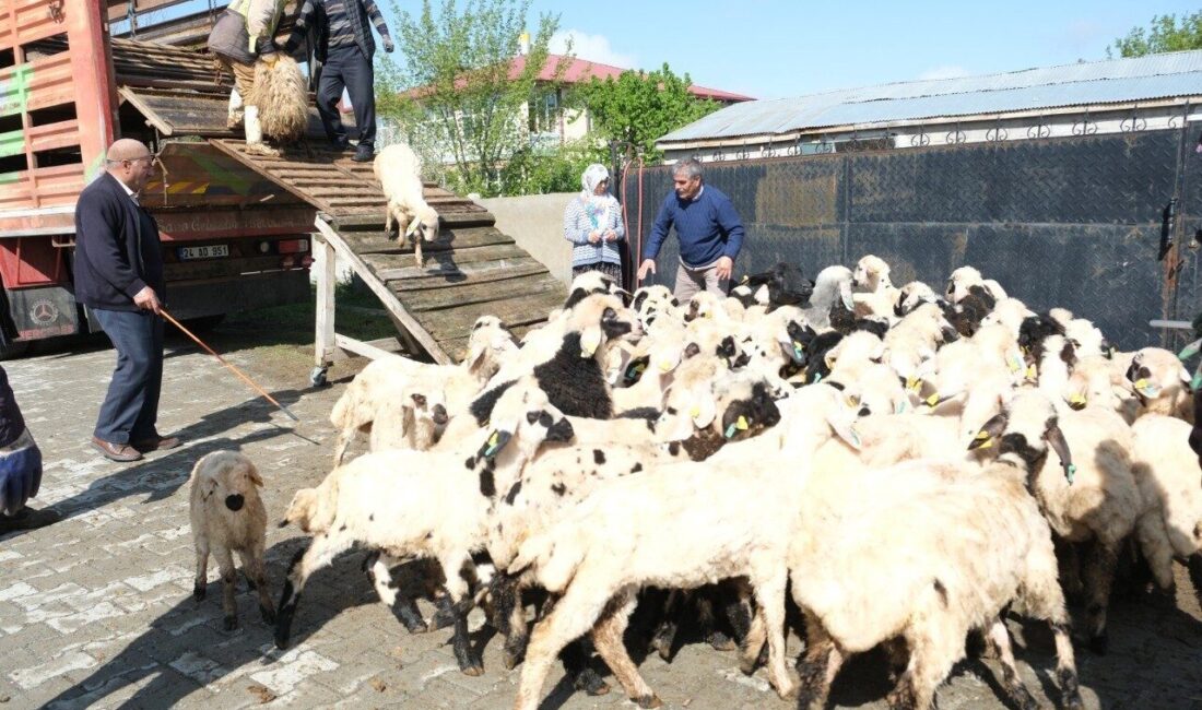 Erzincan’da Şavak aşiretine mensup küçükbaş hayvan üreticileri, 8 ay süren