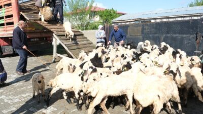 Erzincan’da Şavak aşiretine mensup küçükbaş hayvan üreticileri, 8 ay süren