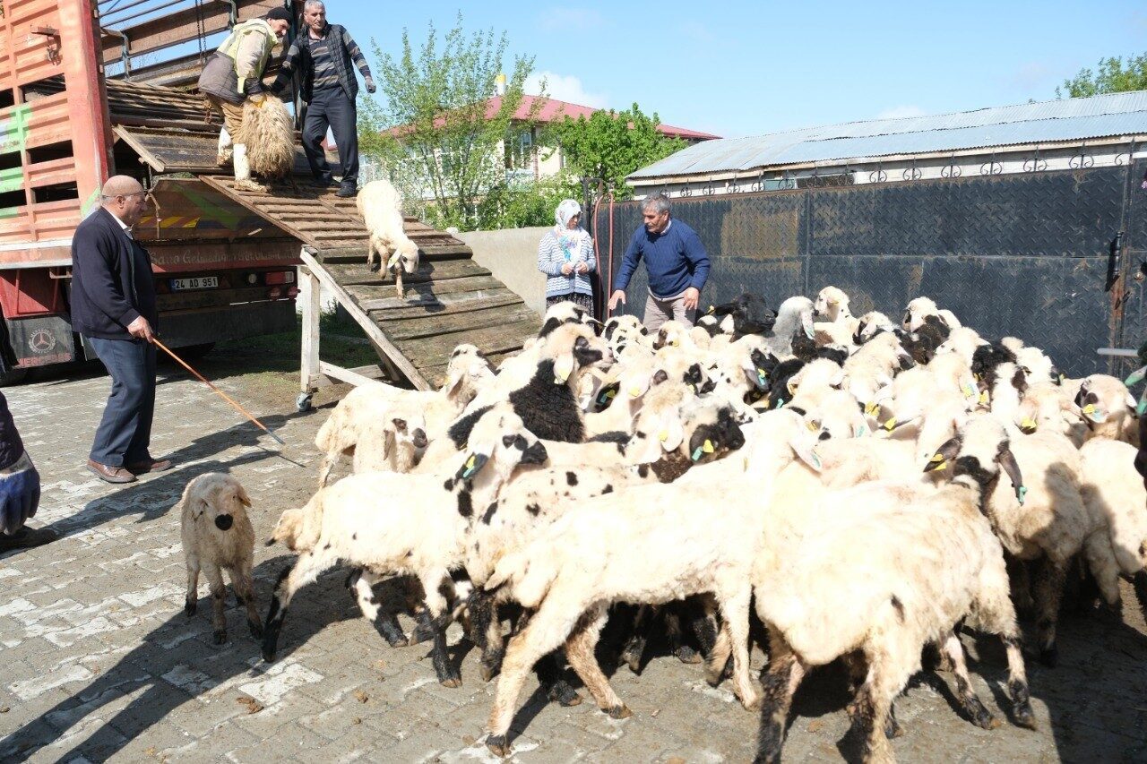 Erzincan’da Şavak aşiretine mensup küçükbaş hayvan üreticileri, 8 ay süren