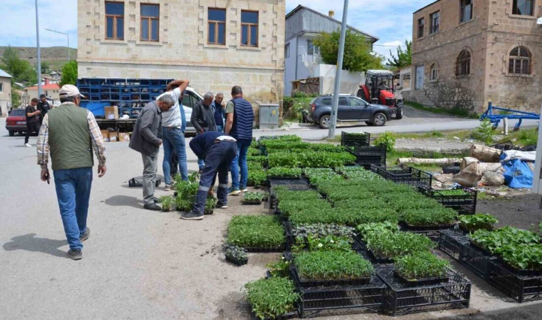Erzincan’ın Tercan ilçesinde sebze fidesi telaşı başladı. Tercan ilçesinde, bahçesinde
