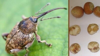 Fındıkta zarara neden olan fındık kurdu ile mücadele zamanının geldiği