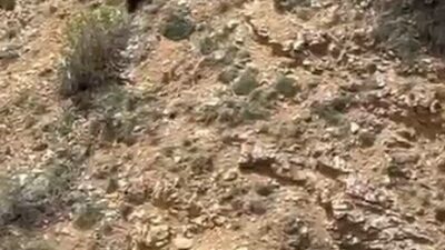 Gümüşhane’de annesini kaybeden yavru ayının bağırarak annesini aradığı görüntüler cep