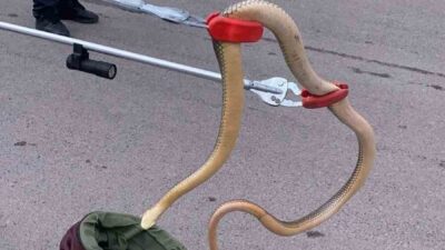 Gümüşhane’de vatandaşları tedirgin eden ve şehir merkezine kadar geçtiğimiz günlerde