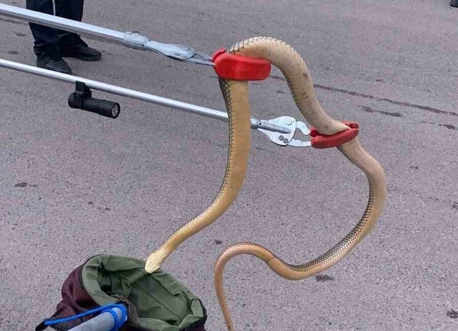 Gümüşhane’de vatandaşları tedirgin eden ve şehir merkezine kadar geçtiğimiz günlerde