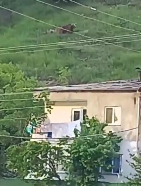 Gümüşhane’de gündüz vakti şehrin merkezine inen ayı, paniğe yol açtı Gümüşhane’nin Eskibağlar Mahallesi’nde gündüz saatlerinde görülen bir ayı, vatandaşları tedirgin