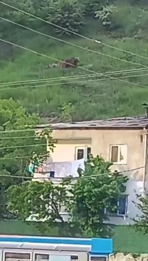 Gümüşhane’nin Eskibağlar Mahallesi’nde gündüz saatlerinde görülen bir ayı, vatandaşları tedirgin