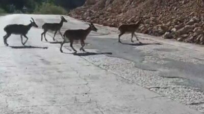 Gümüşhane’de vaşak ve dağ keçileri yola indi, vatandaşlar o anları
