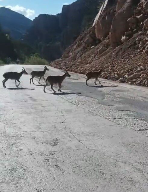 Gümüşhane’de vaşak ve dağ keçileri yola indi, vatandaşlar o anları