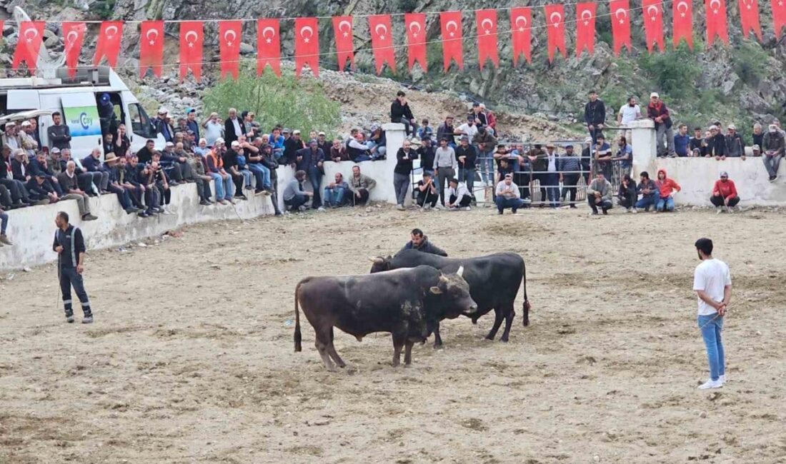 Erzurum’un İspir ilçesinde düzenlenen boğa güreşleri sırasında boğa sahipleri arasında