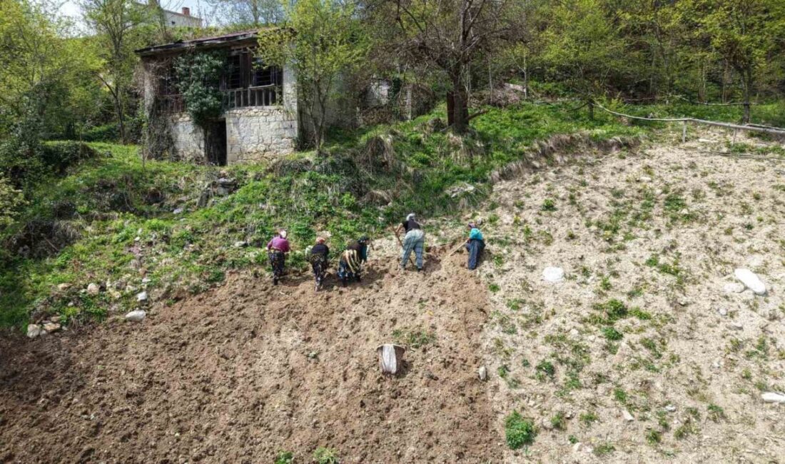 Karadeniz’de baharın gelişiyle birlikte köy yaşamı yeniden canlanmaya başladı. Bölge