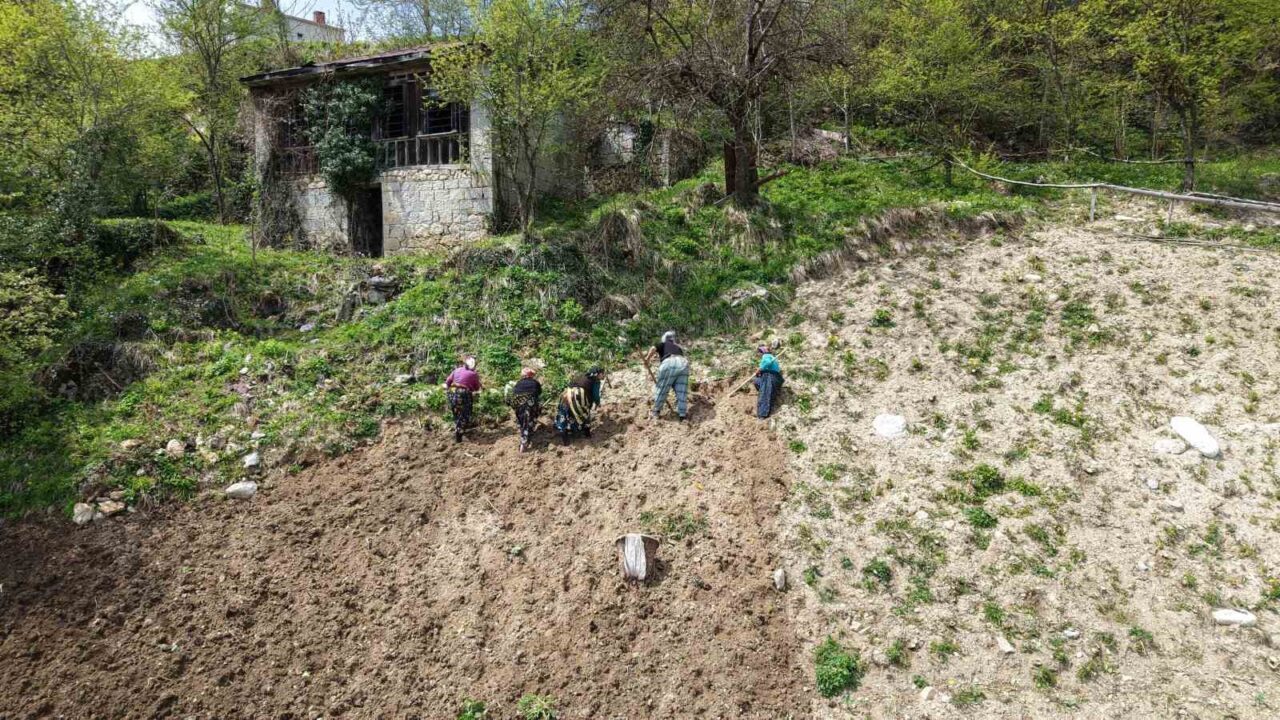 Karadeniz’de baharın gelişiyle birlikte köy yaşamı yeniden canlanmaya başladı. Bölge