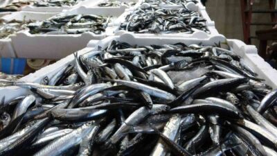 Geçtiğimiz balık avı sezonunda Karadeniz’de son yılların en bereketli sezonu