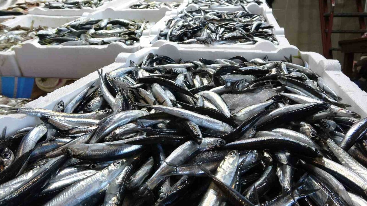 Geçtiğimiz balık avı sezonunda Karadeniz’de son yılların en bereketli sezonu