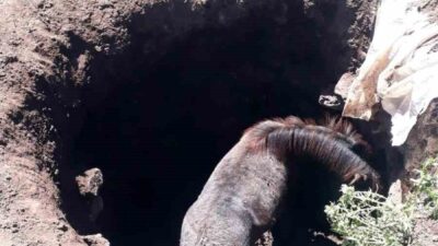 Kars merkeze bağlı Söğütlü köyünde başıboş bir at, köyde bulunan