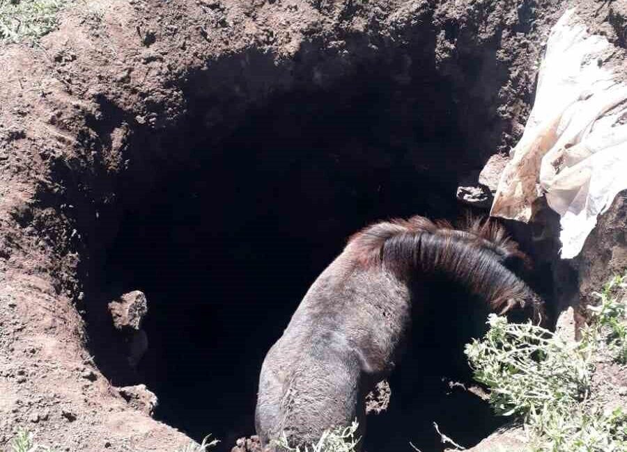 Kars’ta kuyuya düşen atı kendi imkanlarıyla kurtardılar Kars merkeze bağlı Söğütlü köyünde başıboş bir at, köyde bulunan