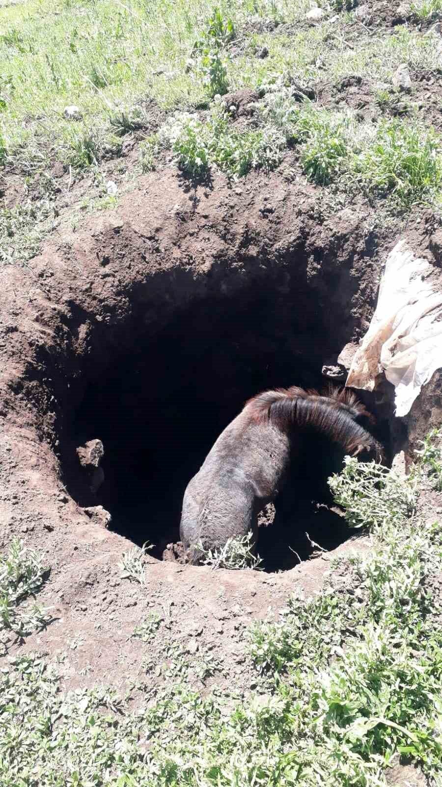 Kars merkeze bağlı Söğütlü köyünde başıboş bir at, köyde bulunan