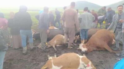 Kars’ta büyükbaş hayvan sürüsüne yıldırım isabet etti. 2 çoban yaralanırken,