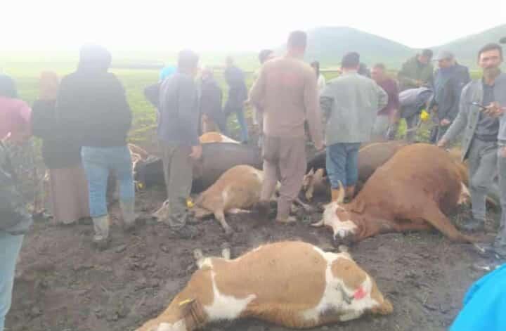 Kars’ta büyükbaş hayvan sürüsüne yıldırım isabet etti. 2 çoban yaralanırken,