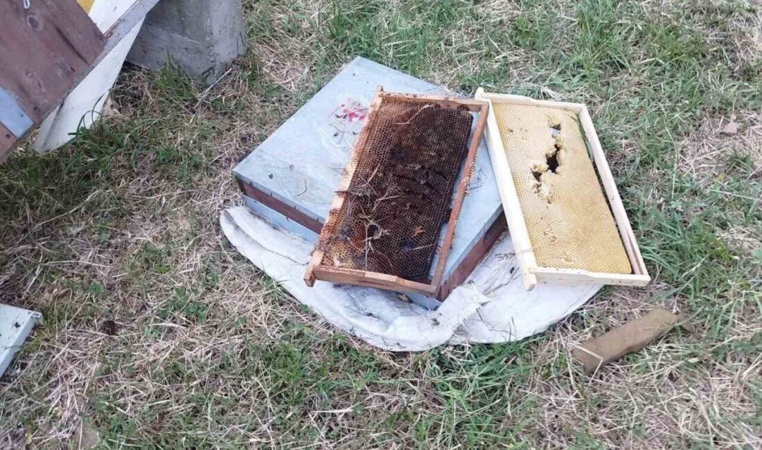 Kastamonu’nun Cide ilçesinde ayı tarafından parçalanan 6 kovandaki arılar telef