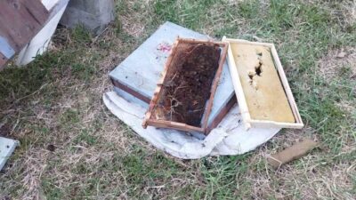 Kastamonu’nun Cide ilçesinde ayı tarafından parçalanan 6 kovandaki arılar telef