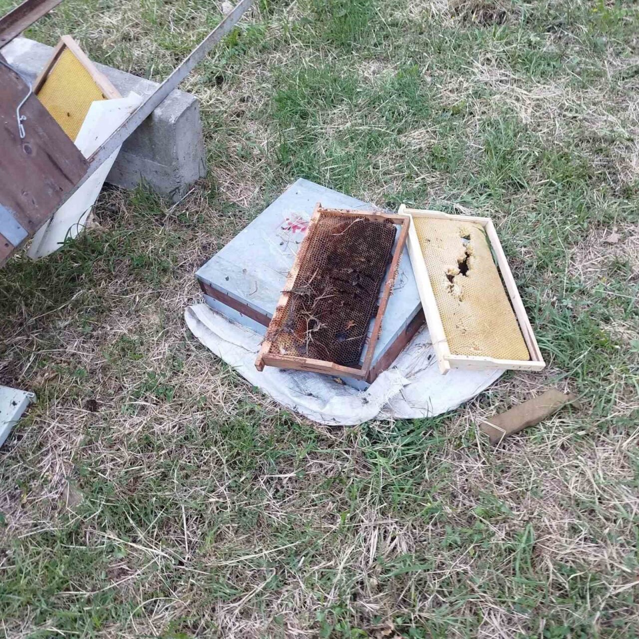 Kastamonu’nun Cide ilçesinde ayı tarafından parçalanan 6 kovandaki arılar telef