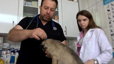 Uzmanlar, evcil hayvanlarını ormanlık bölgelerde gezdirenlerin keneye karşı daha dikkatli