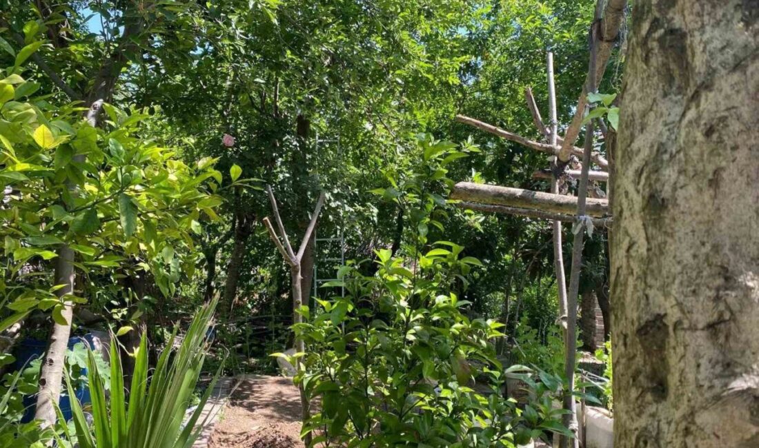 Kocaeli’nin Körfez ilçesinde kiraz toplamak için çıktığı ağaçtan düşen 81