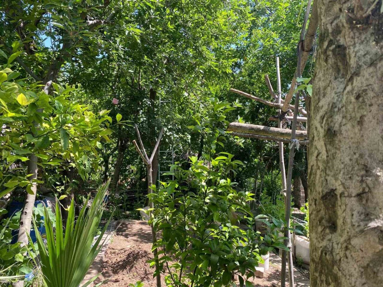 Kocaeli’nin Körfez ilçesinde kiraz toplamak için çıktığı ağaçtan düşen 81