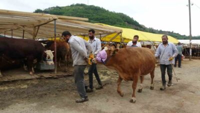 Trabzon’da kurban pazarında satıcı ile alıcı arasındaki pazarlık diyaloğu renkli