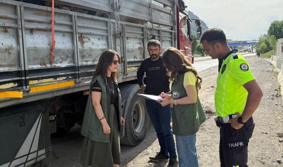 Erzincan’ın Tercan ilçesinde, Kurban Bayramı öncesi kurbanlık hayvan sevkiyatlarına yönelik