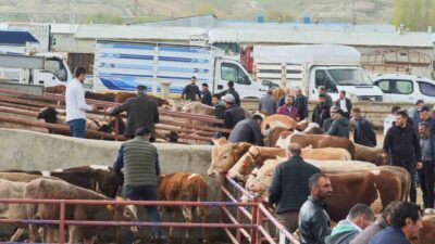 Erzurum’un Aşkale ilçesinde pazar günleri kurulan canlı hayvan pazarında yaklaşan