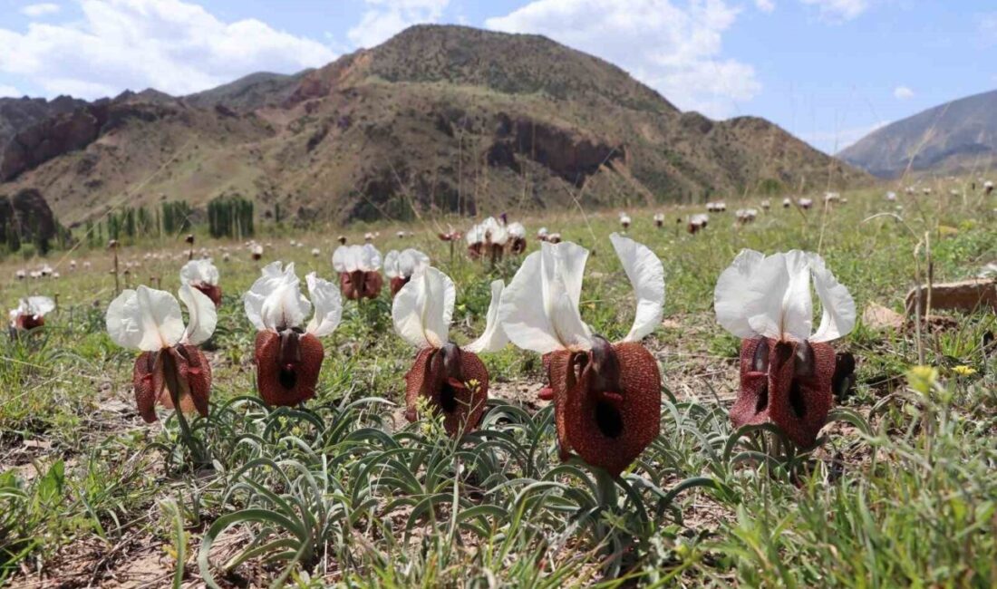 Erzurum’un Oltu ilçesinde, yörenin endemik bitkilerinden olan İris Iberica, halk
