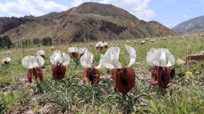 Erzurum’un Oltu ilçesinde, yörenin endemik bitkilerinden olan İris Iberica, halk