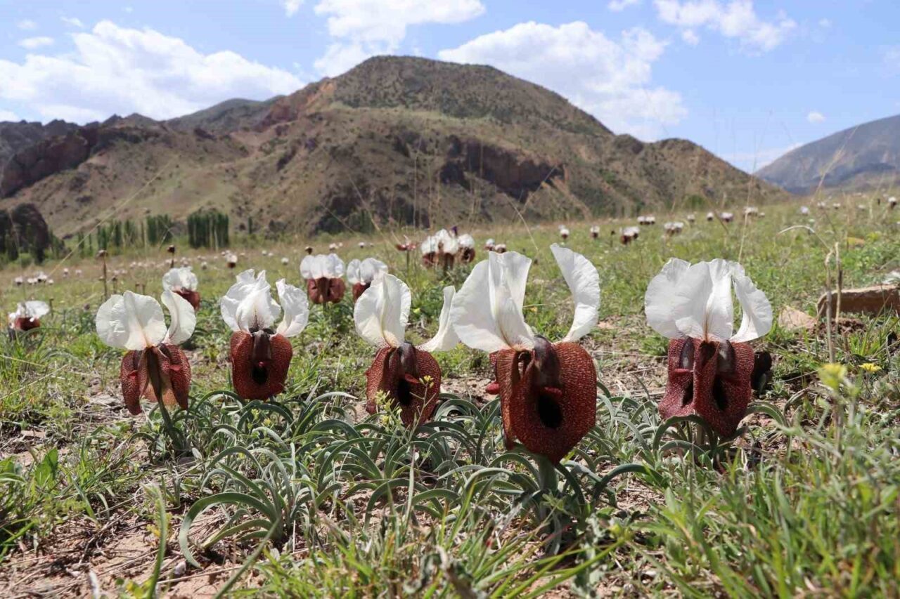 Erzurum’un Oltu ilçesinde, yörenin endemik bitkilerinden olan İris Iberica, halk