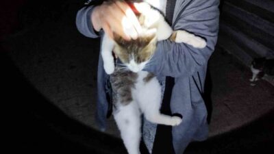 Erzincan’da binanın sundurmasında mahsur kalan kedi itfaiye ekiplerince kurtarıldı. Geçit