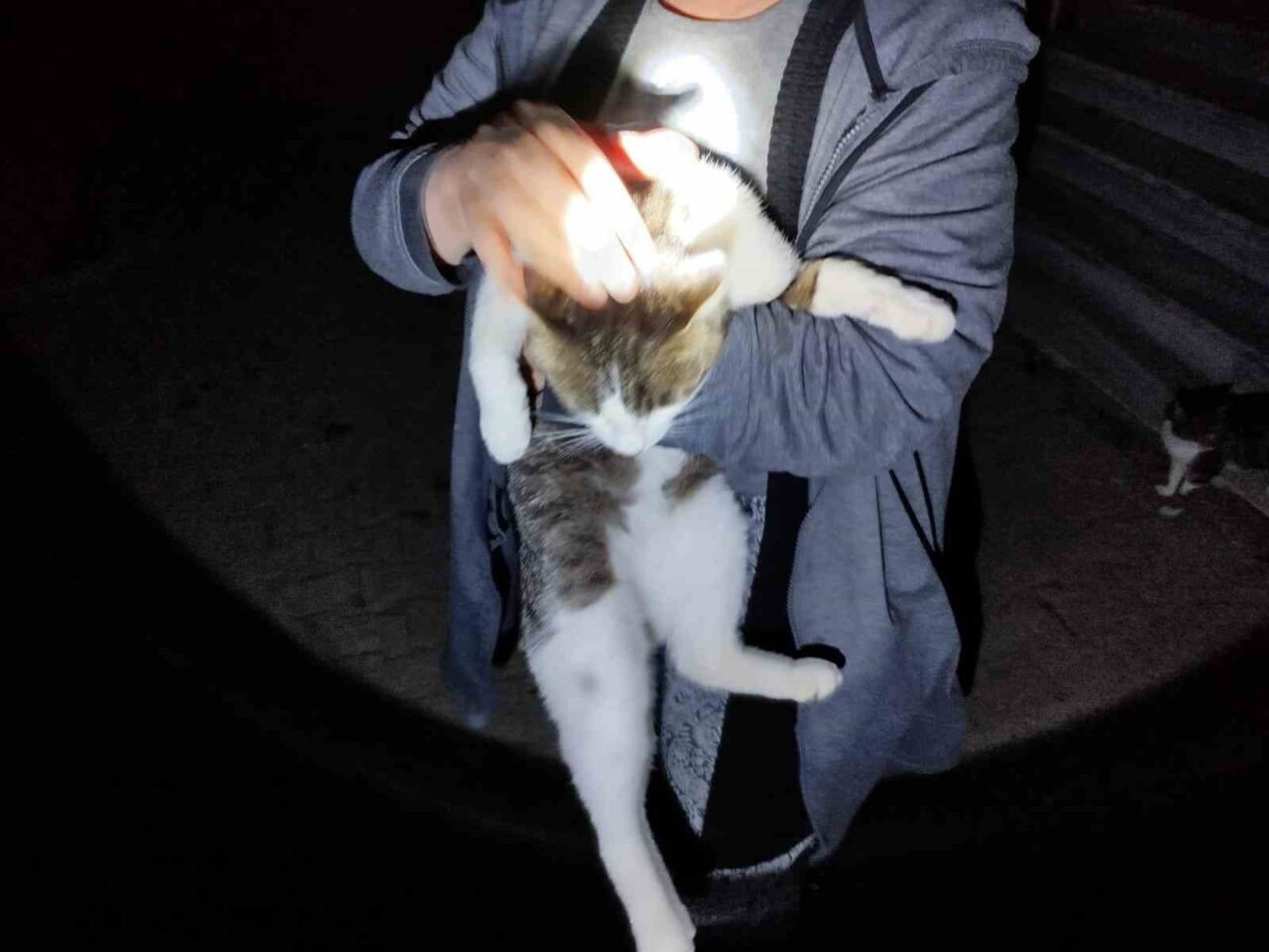 Erzincan’da binanın sundurmasında mahsur kalan kedi itfaiye ekiplerince kurtarıldı. Geçit