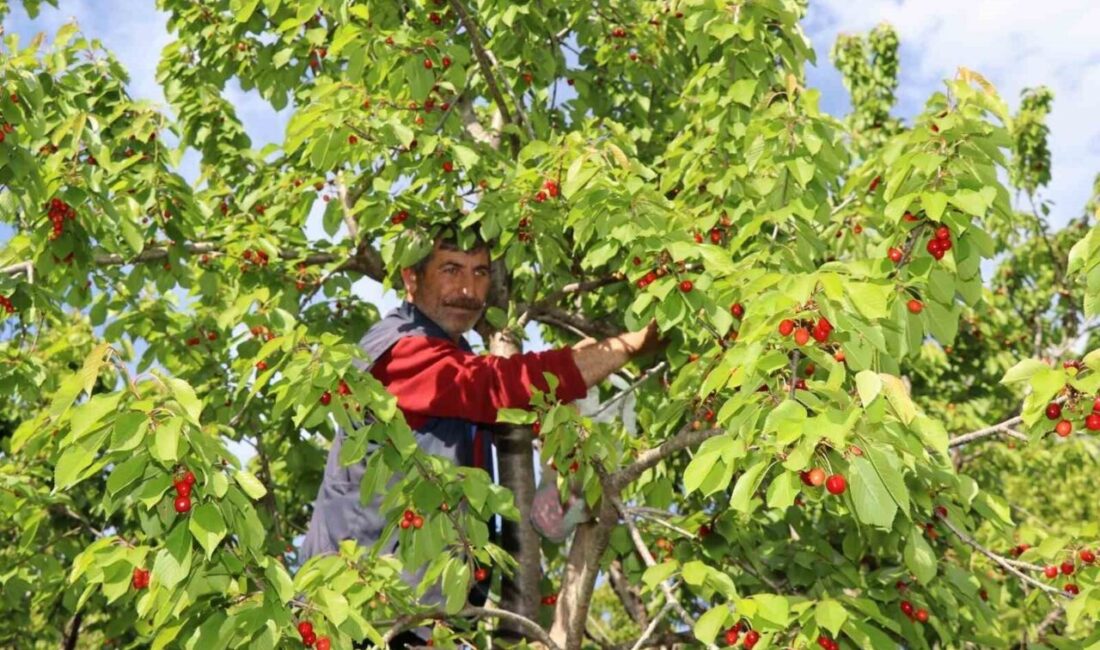 Erzurum’un Oltu ilçesinde kiraz hasadına başlandı. Oltu’nun Ayvalı Mahallesi’nde yöre