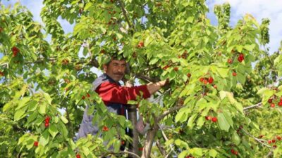 Erzurum’un Oltu ilçesinde kiraz hasadına başlandı. Oltu’nun Ayvalı Mahallesi’nde yöre