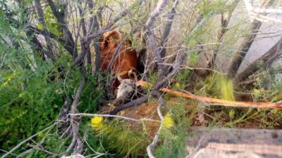 Erzincan’da nehir kıyısına düşen inek, itfaiye ekibince kurtarıldı. Otlaması için