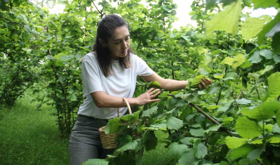 Karadeniz’in unutulmuş geleneksel lezzetlerinden biri olan fındık yaprağı sarması, yeniden