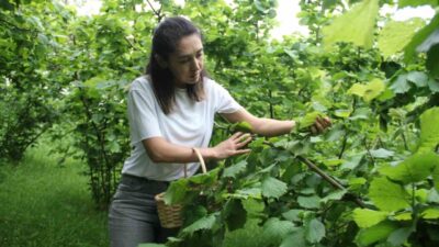 Karadeniz’in unutulmuş geleneksel lezzetlerinden biri olan fındık yaprağı sarması, yeniden