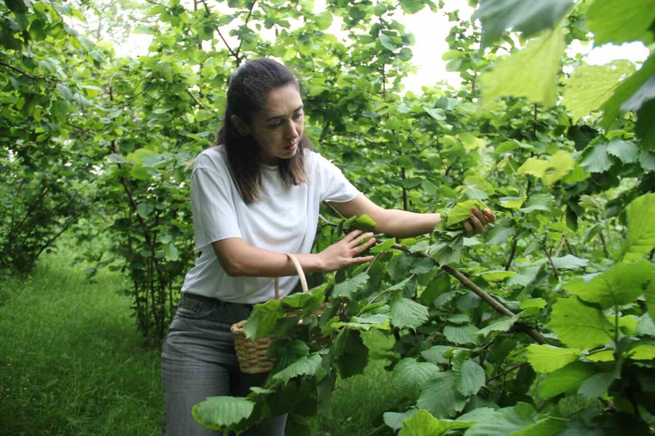 Karadeniz’in unutulmuş geleneksel lezzetlerinden biri olan fındık yaprağı sarması, yeniden